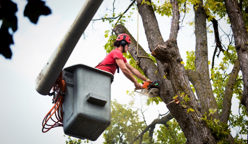 Tips for getting more customers for your tree service business
