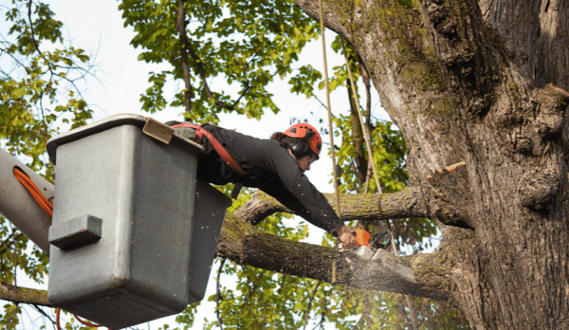 How to market a tree service business on a budget